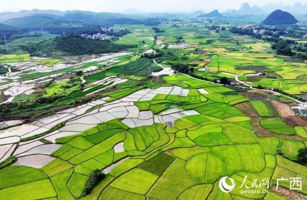 长红配资 广西融安：夏日田园美如画